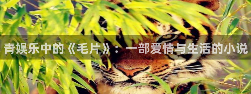 极悦直播最新版tv版本下载：青娱乐中的《毛片》：一部爱情与生活的小说